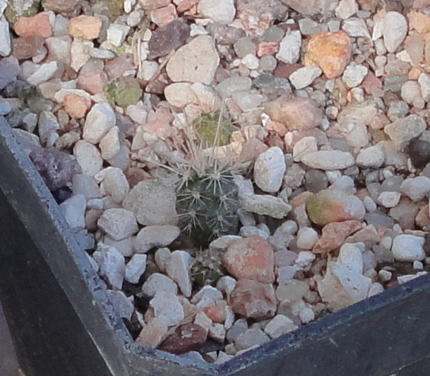 Echinocereus apachensis