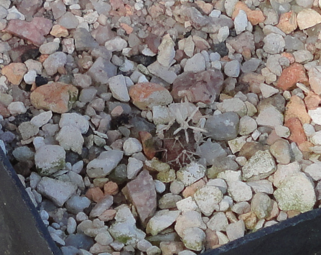 tiny, brave Glandulicactus uncinatus