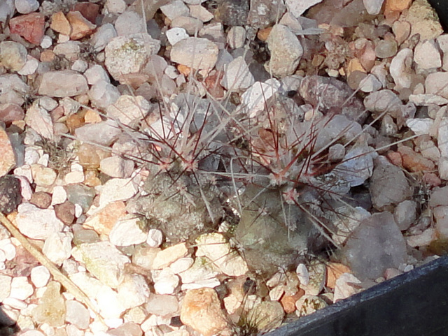 Echinocereus mapimiensis