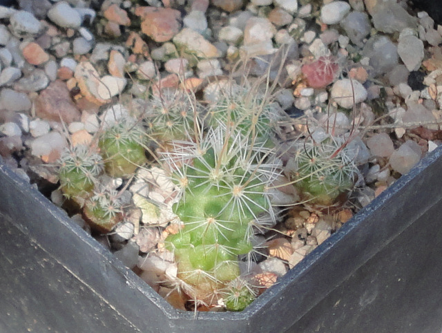 Echinofossulocactus lamellosus hastatus