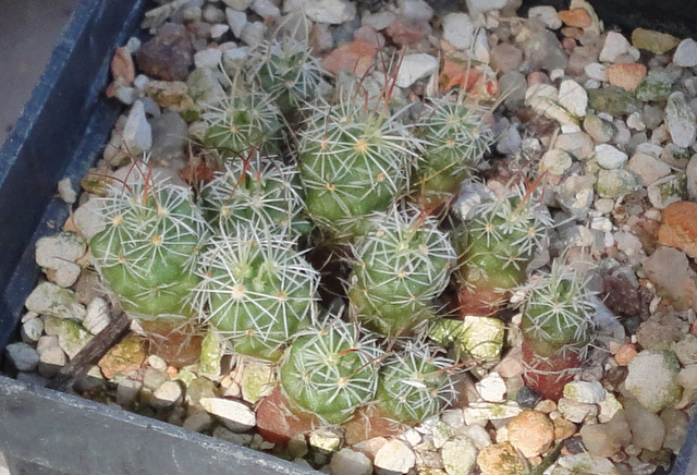 Echinofossulocactus anfractuosus