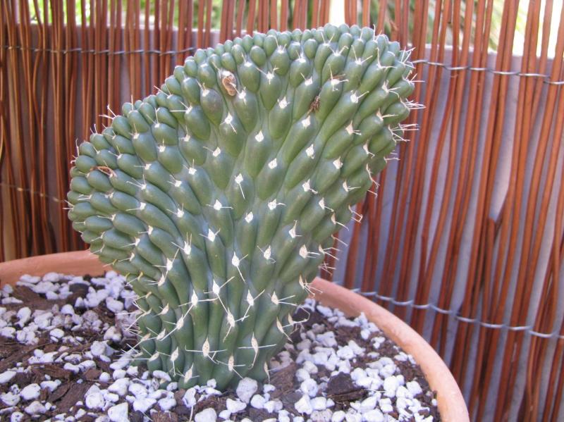 Opuntia crest ?