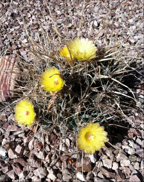 Leuchtenbergia princeps (2012-Oct26)