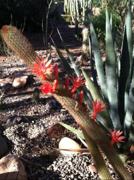 Cleistocactus winteri (Chandler, AZ)A