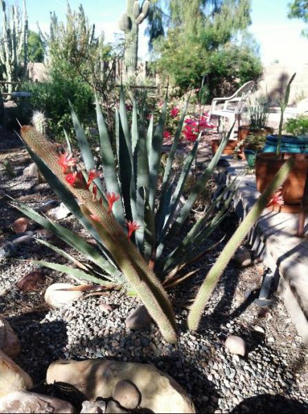 Cleistocactus winteri (Chandler, AZ)B