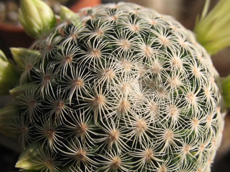 Mammillaria solisoides.JPG