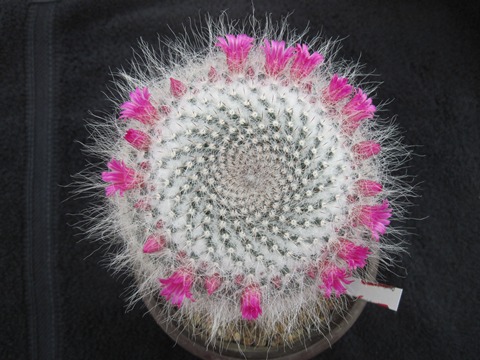 Mammillaria hahniana