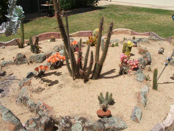 cactus-11-2012-(1).jpg