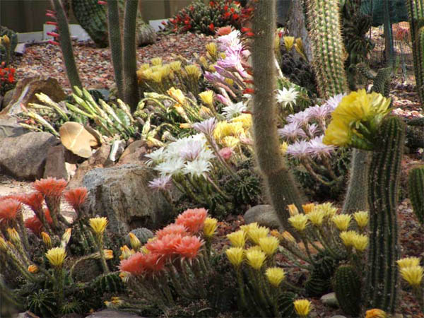 cactus-11-2012-(6).jpg