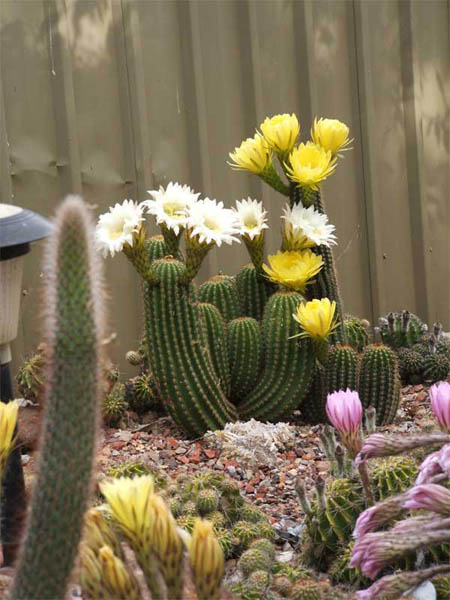 cactus-11-2012-(8).jpg