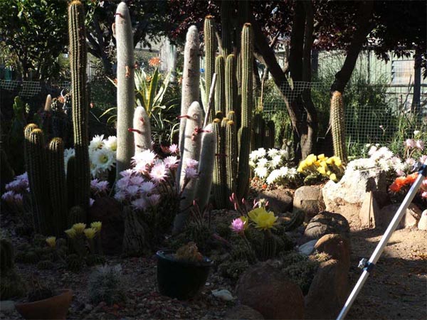 cactus-11-2012-(10).jpg