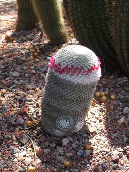 cactus-11-2012-(11).jpg