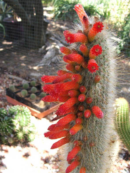 cactus-11-2012-(12).jpg