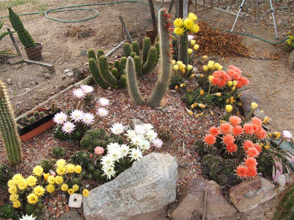 cactus-11-2012-(16).jpg