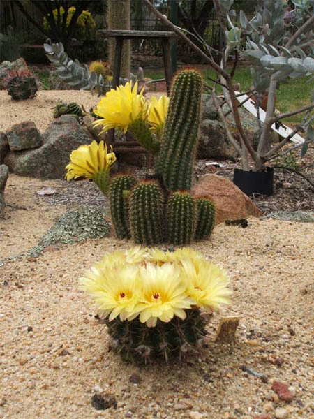 cactus-11-2012-(17).jpg