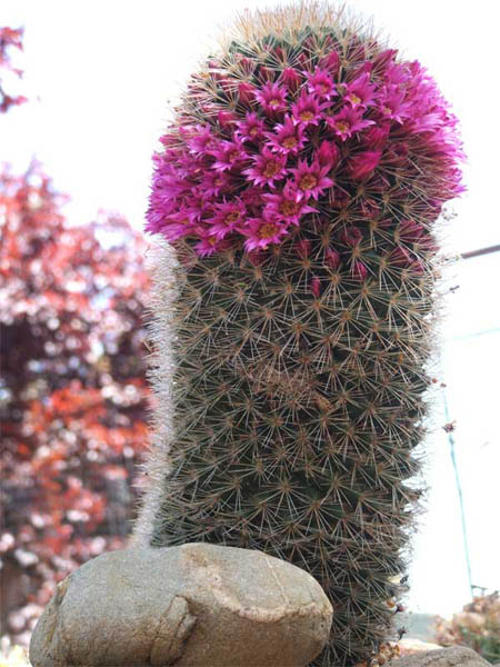 cactus-11-2012-(18).jpg