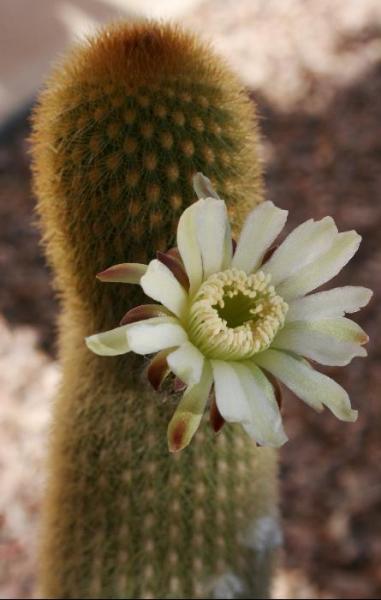 Haageocereus versicolor var. aureispinus (Day)