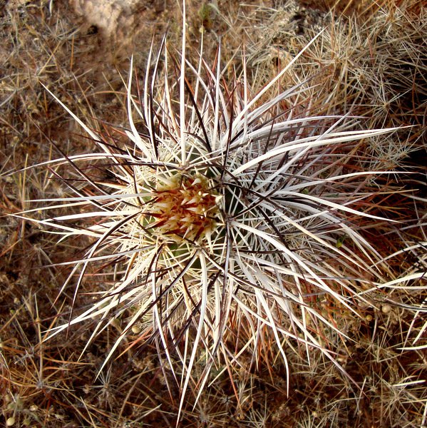 closer view of the salt and pepper style of chrysocentrus from Meadview