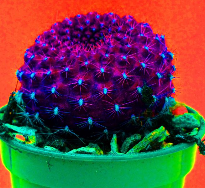 Rebutia. sp.