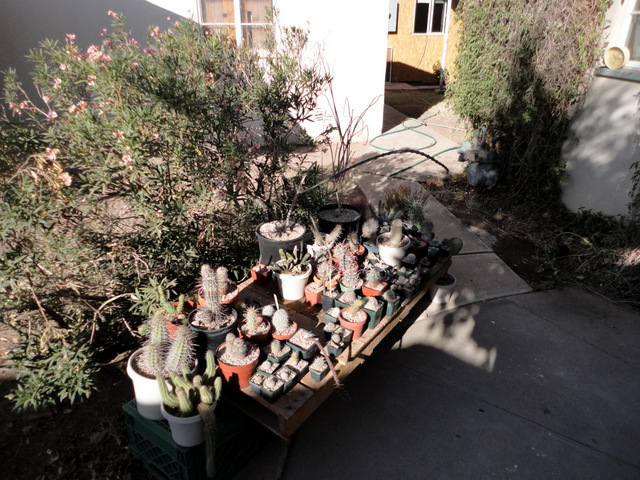 some of the more Sonoran and Mojave plants that stay out all winter.