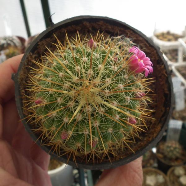 Mammillaria identification File