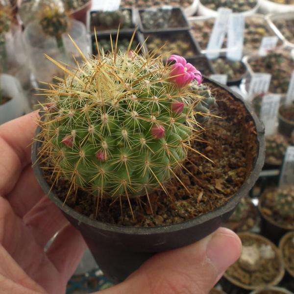 Mammillaria identification File