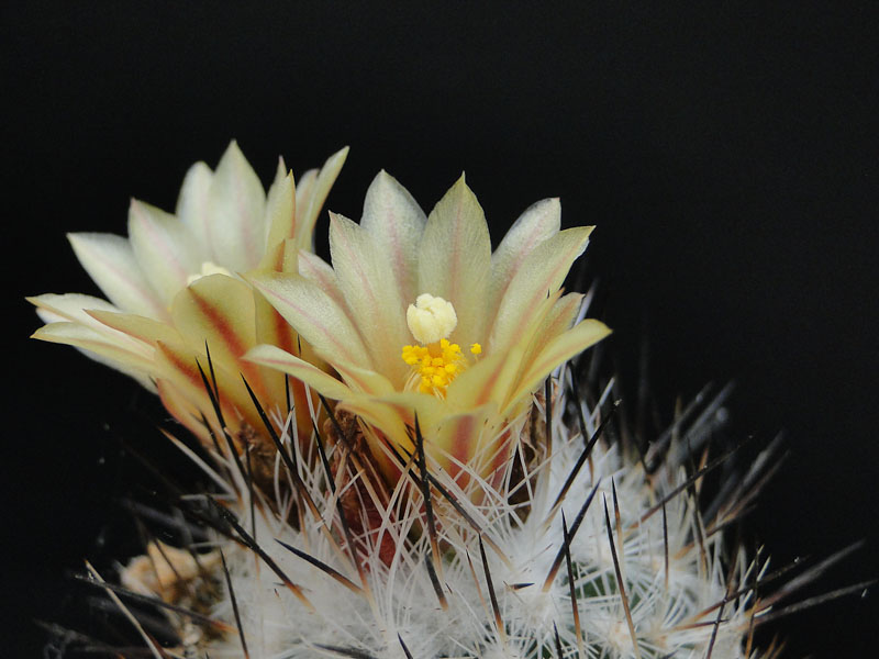 Turbinicarpus subterranaeus ssp. zaragosae 2012 Mai10-3.jpg