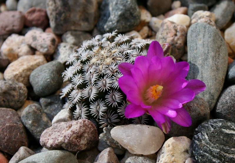 Mammillaria hernandezii