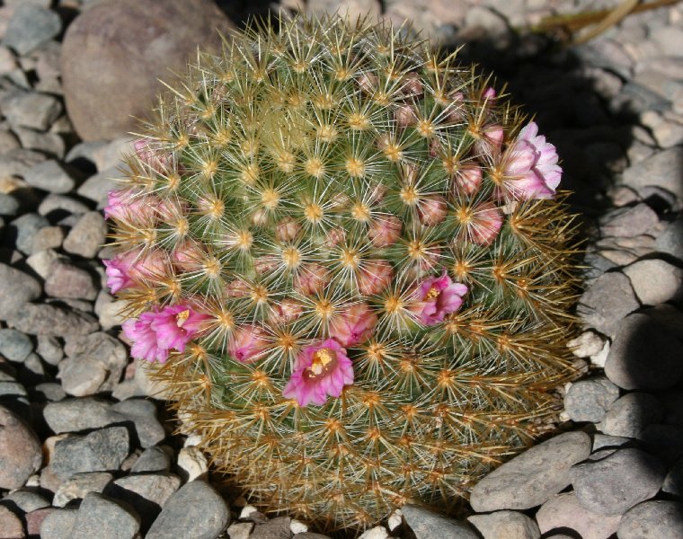 Mammillaria lauii subducta