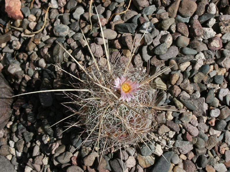 Thelocactus lausserii