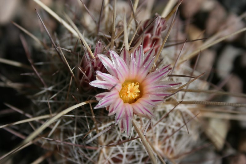 Thelocactus lausserii - close-up of flower