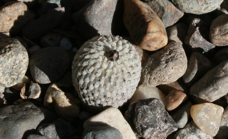 Turbinicarpus valdezianus