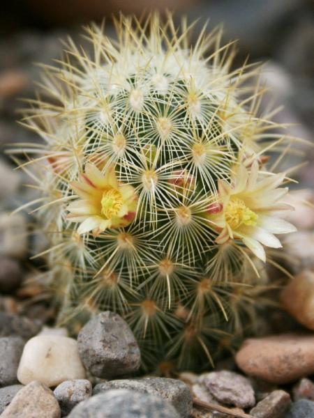 Mammillaria mieheana