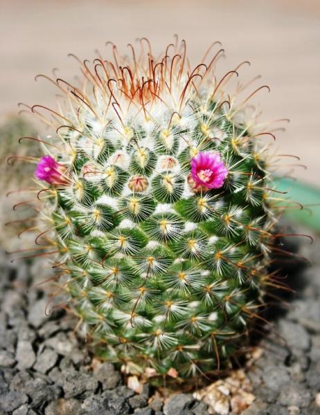 Mammillaria bombycina