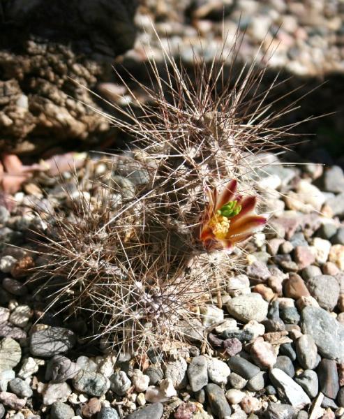 Echinocereus mapimiensis