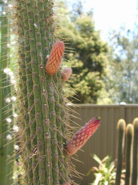 unknown Cleistocactus 7-1-2012.JPG