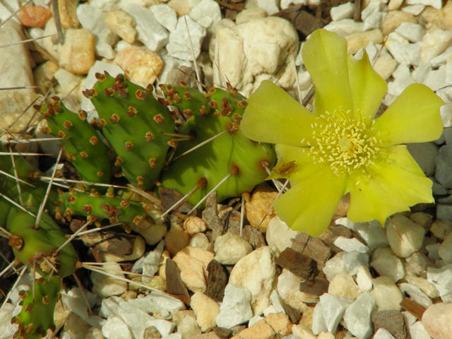 Opuntia pusilla