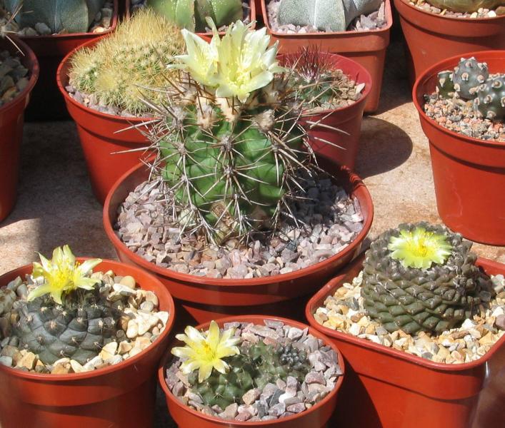 copiapoas-170711.jpg