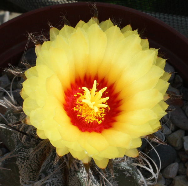 Astrophytum_capricorne_var_senilis09082012_06.JPG