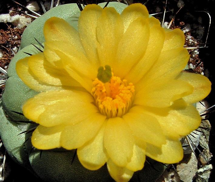 Ortegocactus macdougallii