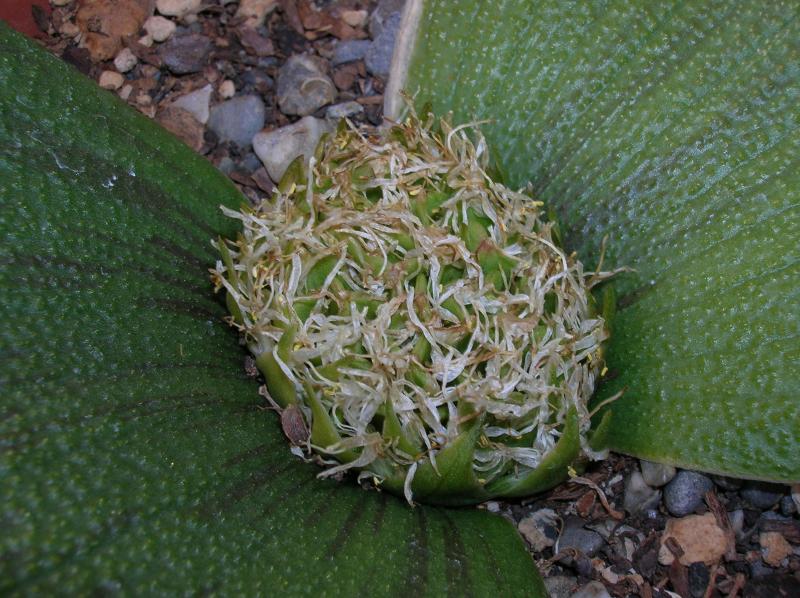 Massonia pustulata . . . (02-14-2013)