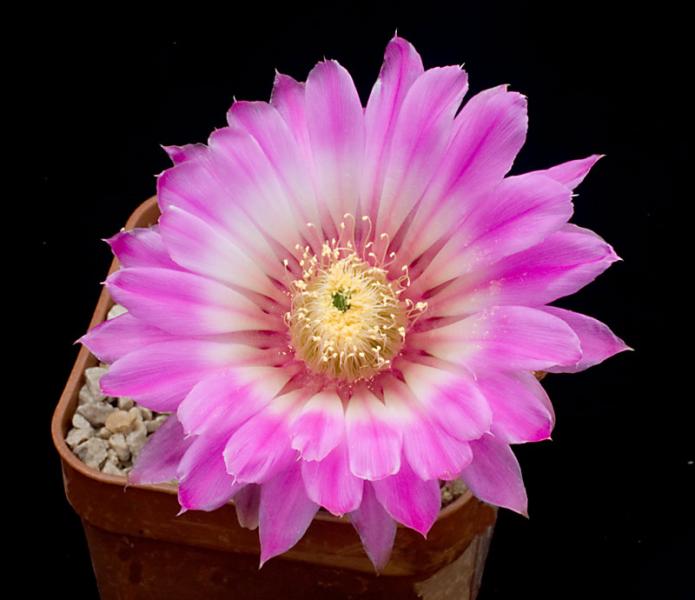 Echinocereus reichenbachii pailanus.jpg