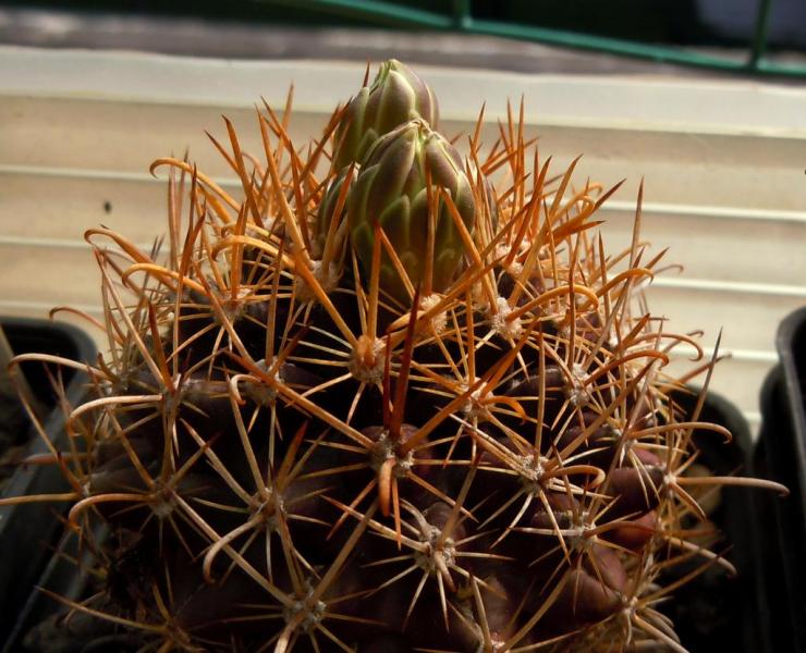 ancistrocactus tobuschii.JPG