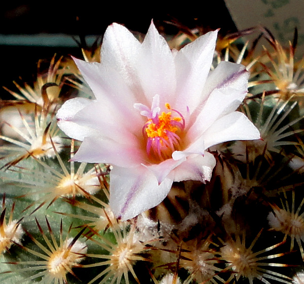 Gymnocactus ysabelae