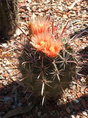 Ferocactus-Wislizenii-16-2-.jpg