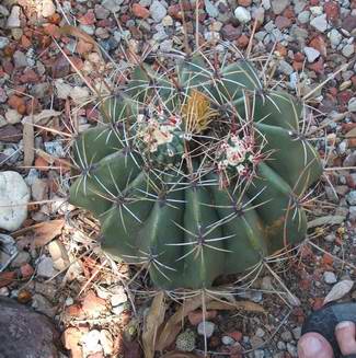 Ferocactus emoryi ssp. Rectispinus  16-2-2013.JPG