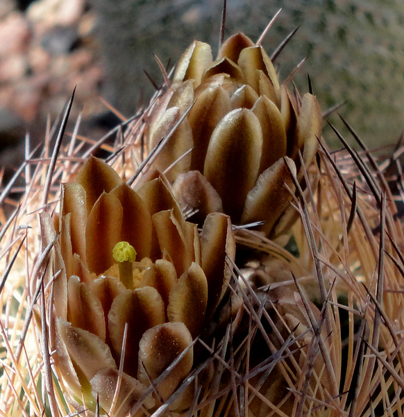 Echinomastus durangensis mapimiensis