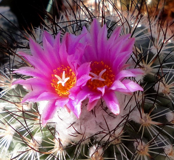 Gymnocactus viereckii, which will do this for months now.