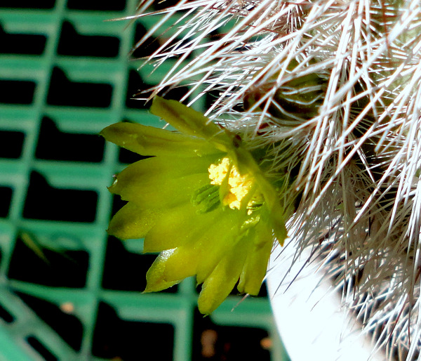 Echinocereus viridiflorus canus