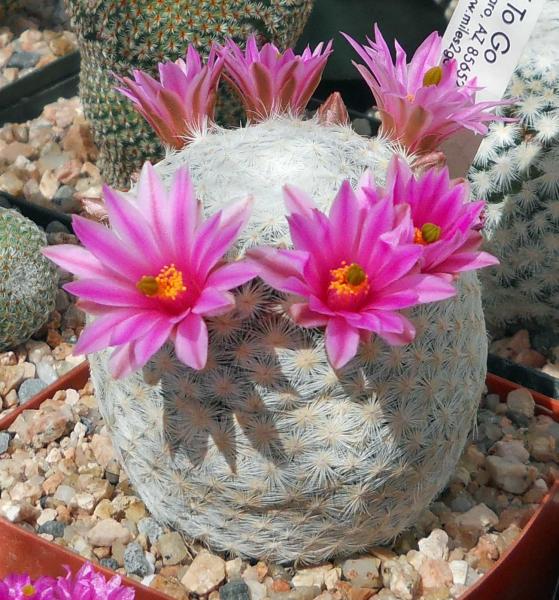 Mammillaria hererrae